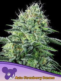 Auto Strawberry Banana