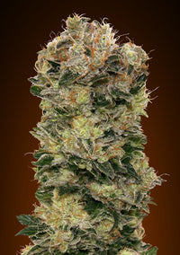 Auto Sweet Somango