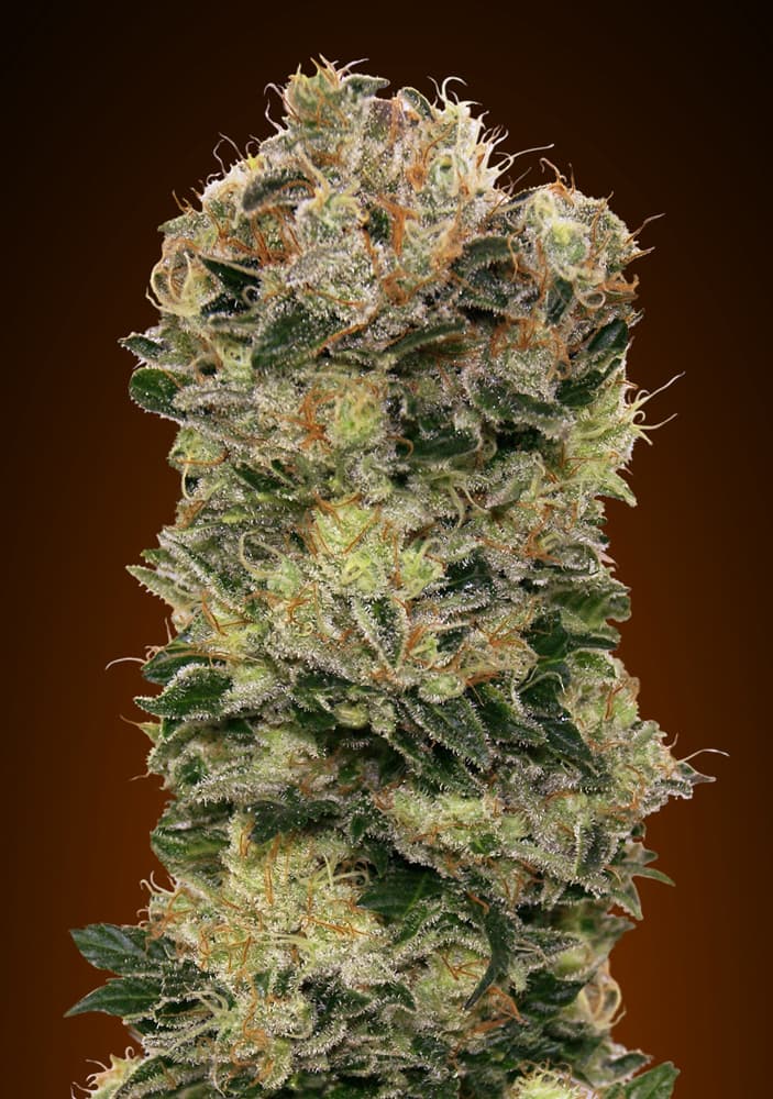 Auto Sweet Somango