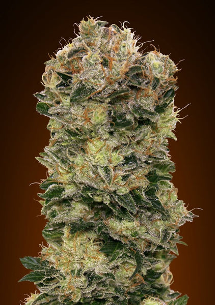 Auto Sweet Somango