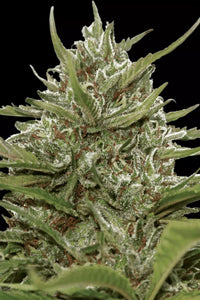 White Berry