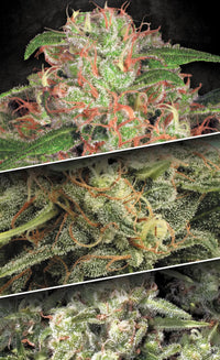 Autoflowering strains Auto Collection Pack #2