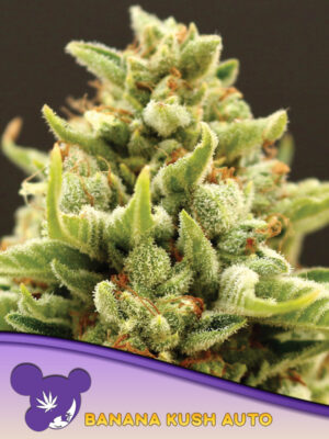 Banana Kush Auto