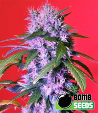 Berry Bomb Seeds