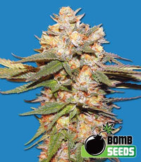 Cherry Bomb Auto