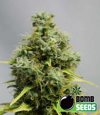 Big Bomb Seeds