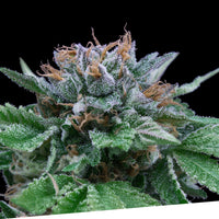 Auto Big Blue