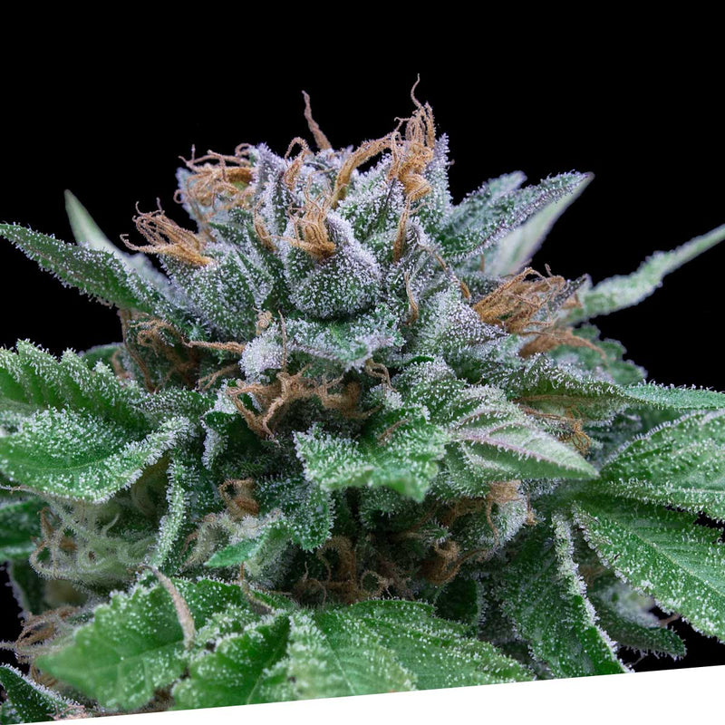 Auto Big Blue