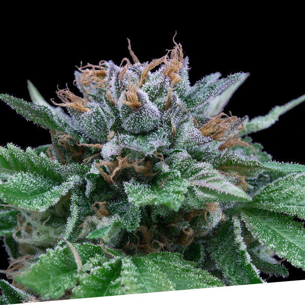 Auto Big Blue