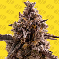 Black Orchid Auto Strain