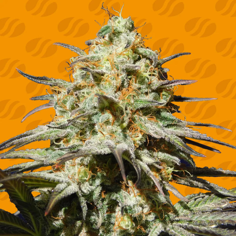 Black Orchid Strain