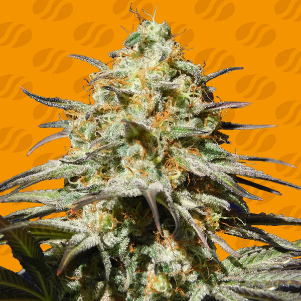 Black Orchid Strain