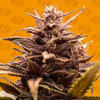 Blackwater Strain