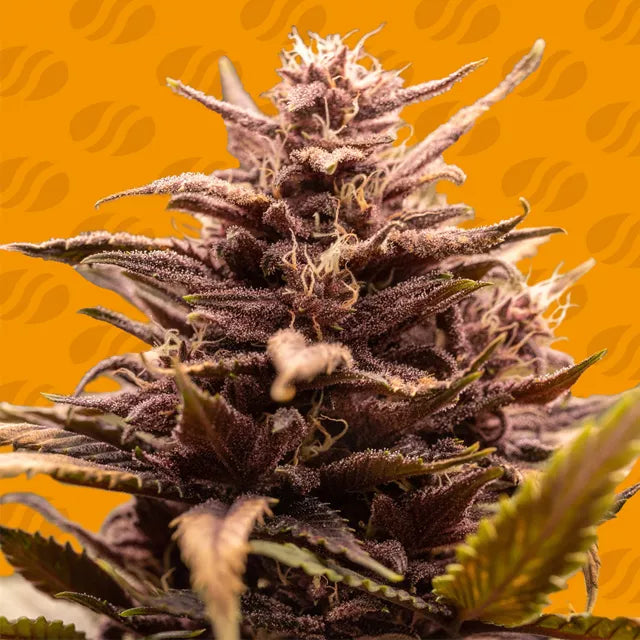 Blackwater Strain