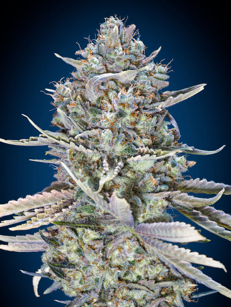 Blue Dream Fast