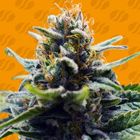Blue Zushi Strain