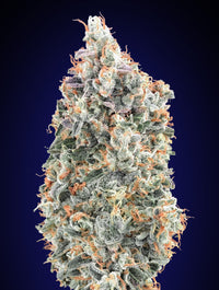Blueberry Fast