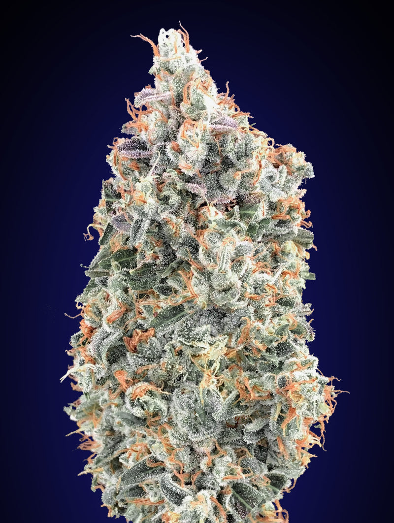Blueberry Fast