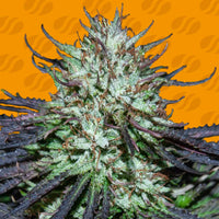 Blueberry Ghost OG Strain