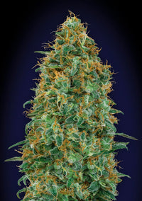 Blueberry