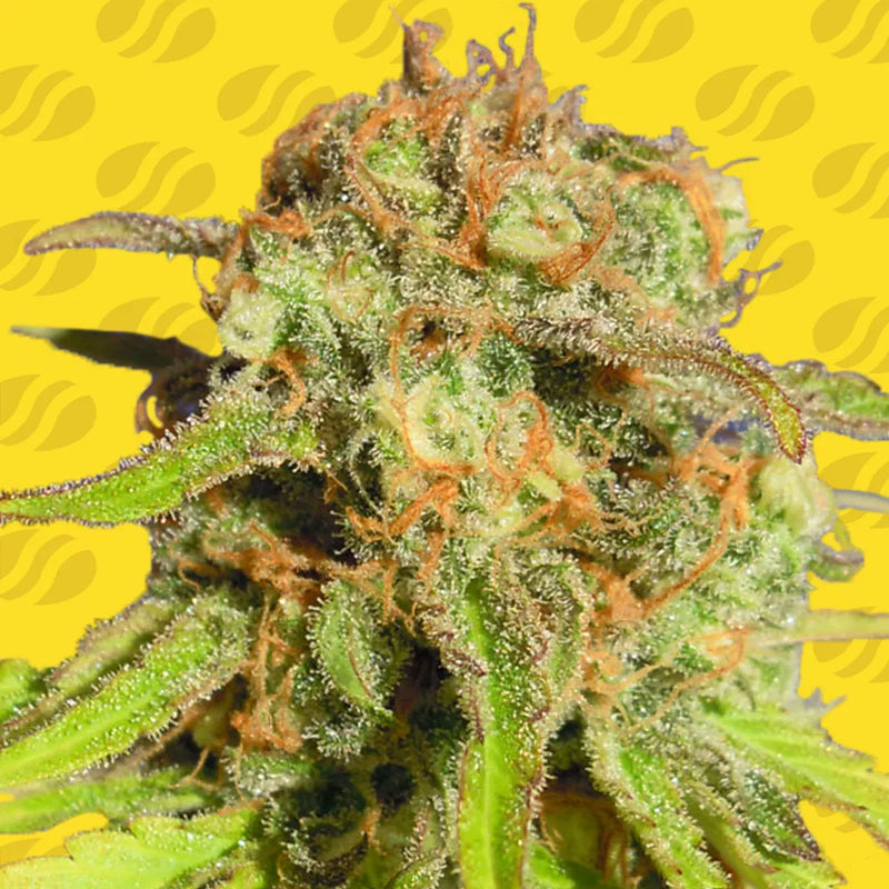 Bruce Banner 3 Auto Strain