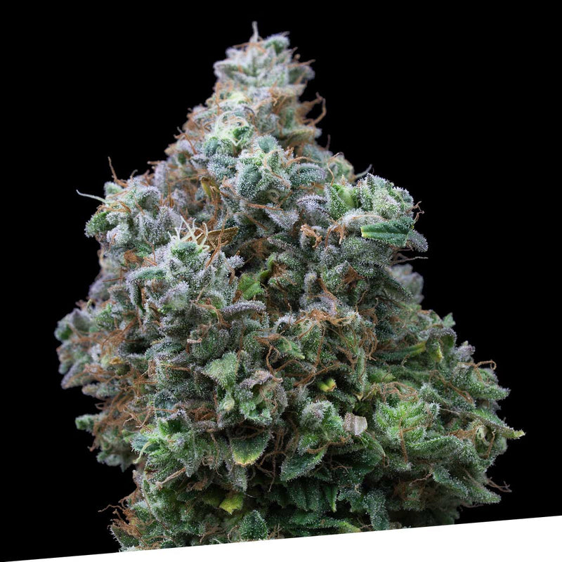 BubbaKush