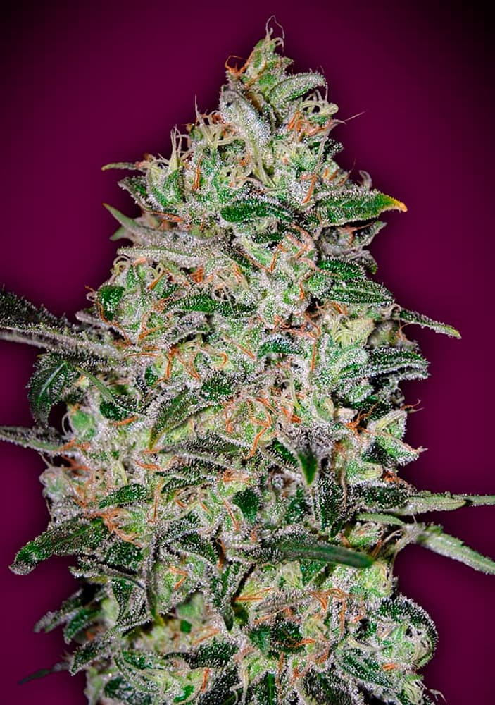 Bubble Gum Fast