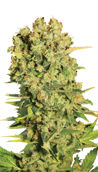 Chronic