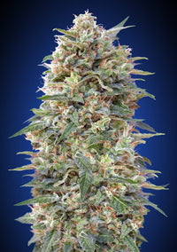 California Kush