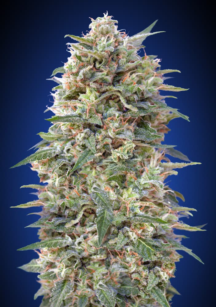 California Kush