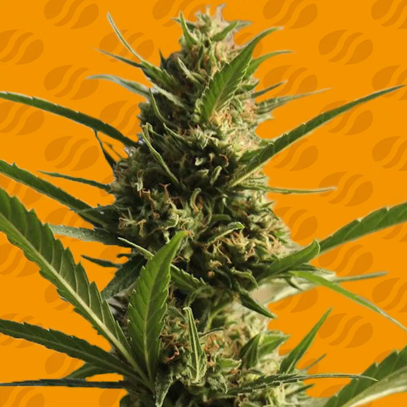 CannaBoom CBD+ Strain