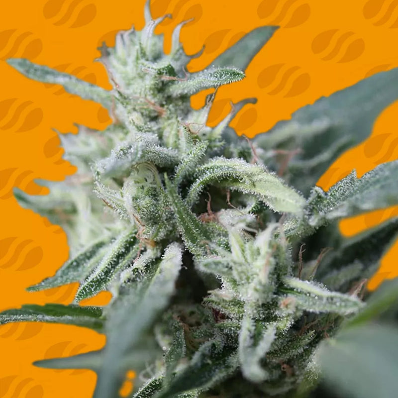 CannaFuel CBD+ Strain
