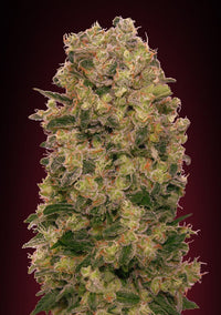 Caramel Kush