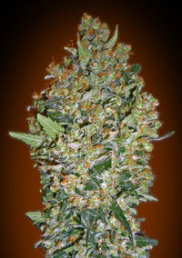 Cheese Berry