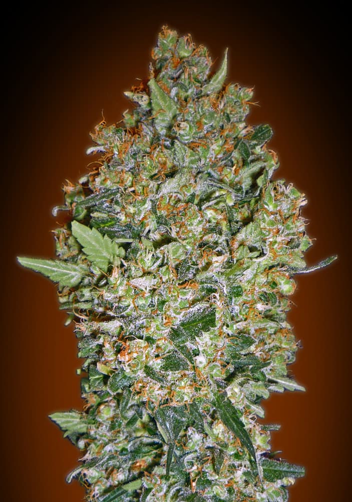 Cheese Berry