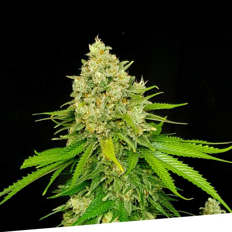 Cheese x Critikal Regular