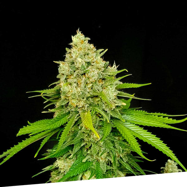 Cheese x Critikal Regular