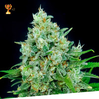 Cheese x Critical