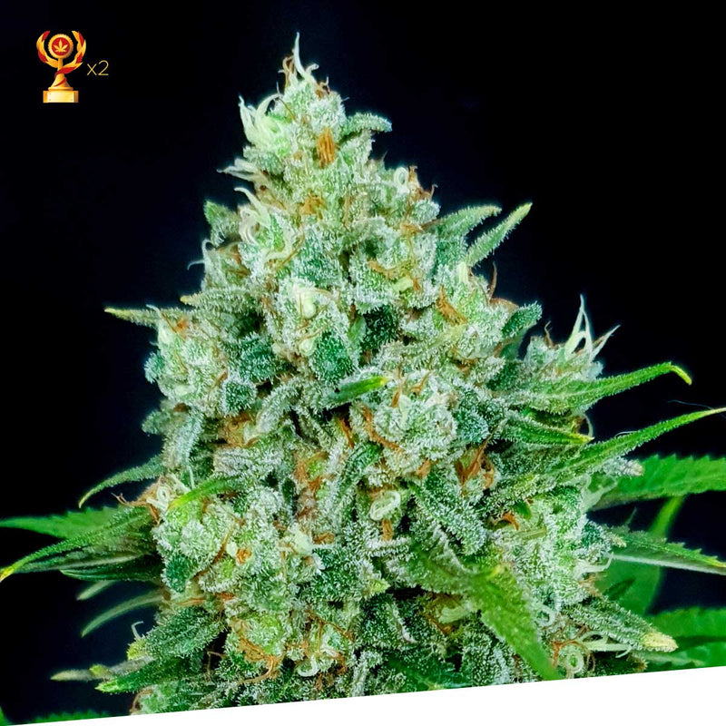 Cheese x Critical