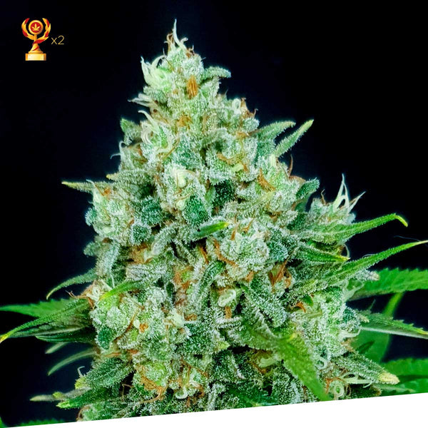 Cheese x Critical