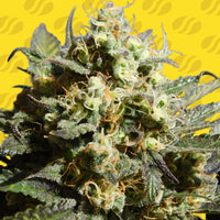 Cherry Alien Auto Strain