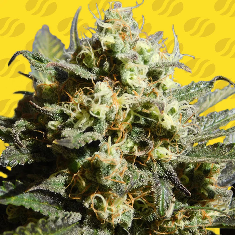 Cherry Alien Auto Strain