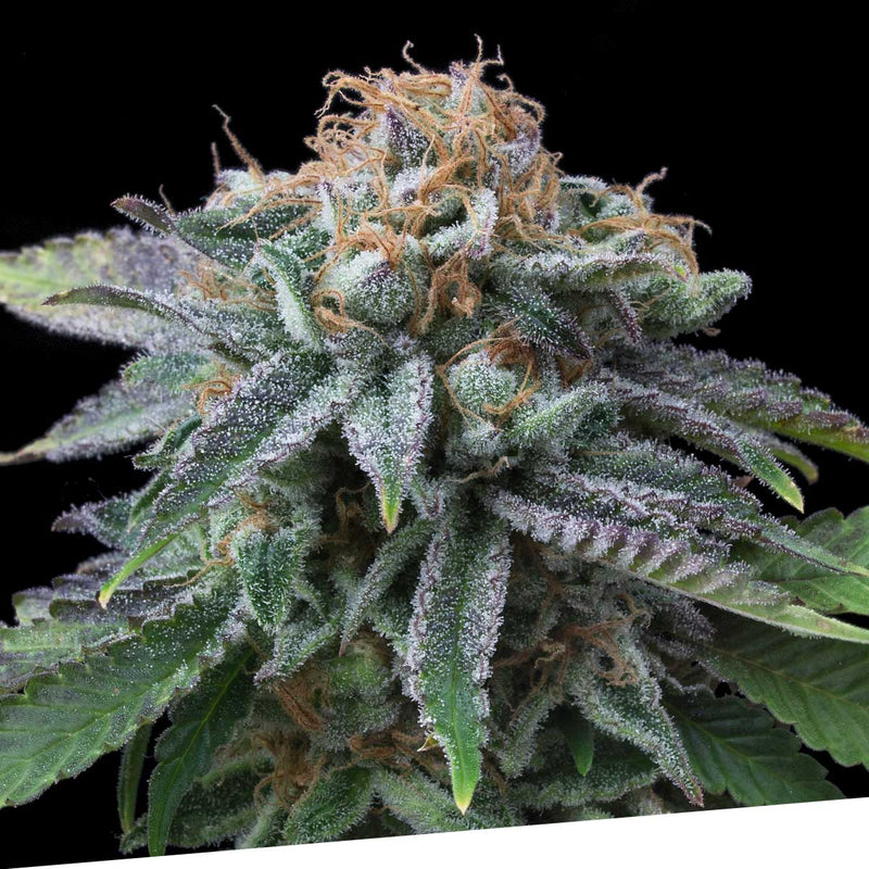 Cherry-Punch