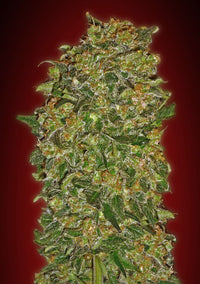 Chocolate Kush