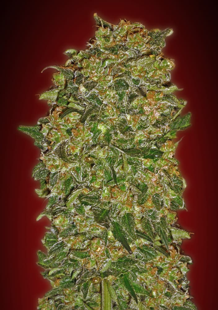 Chocolate Kush