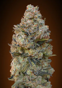 Chocolate Skunk