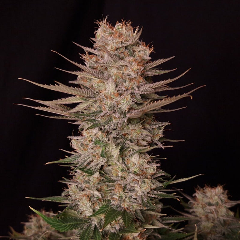 Chronic Fast F1 BX Regular