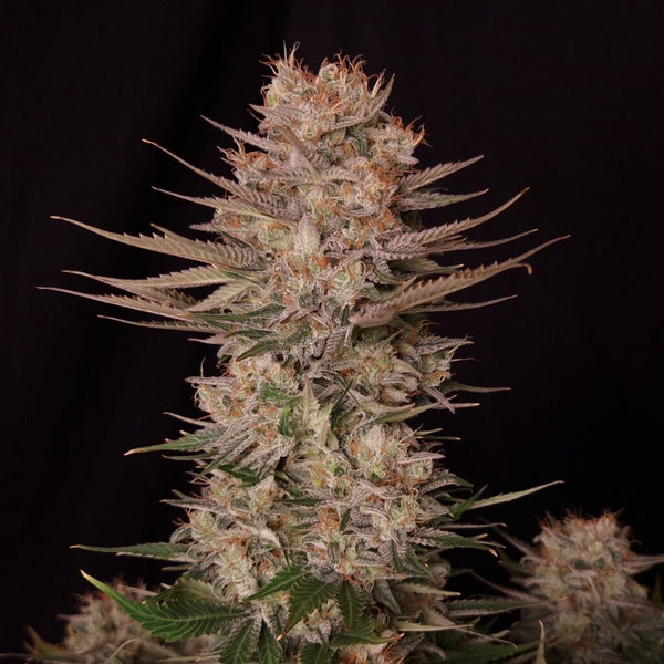 Chronic Fast F1 BX Regular
