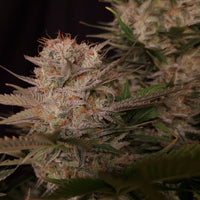 Chronic Fast F1 BX Regular