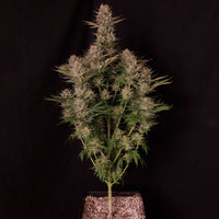 Chronic Fast F1 BX Regular
